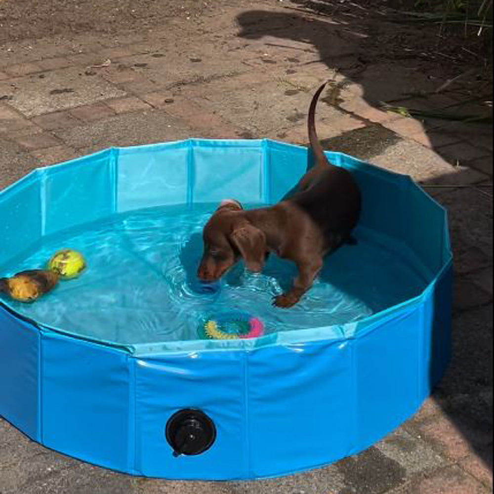 DoxieDip-Foldable-Swimming-Pool-for-Dachshund-www.doxie.us