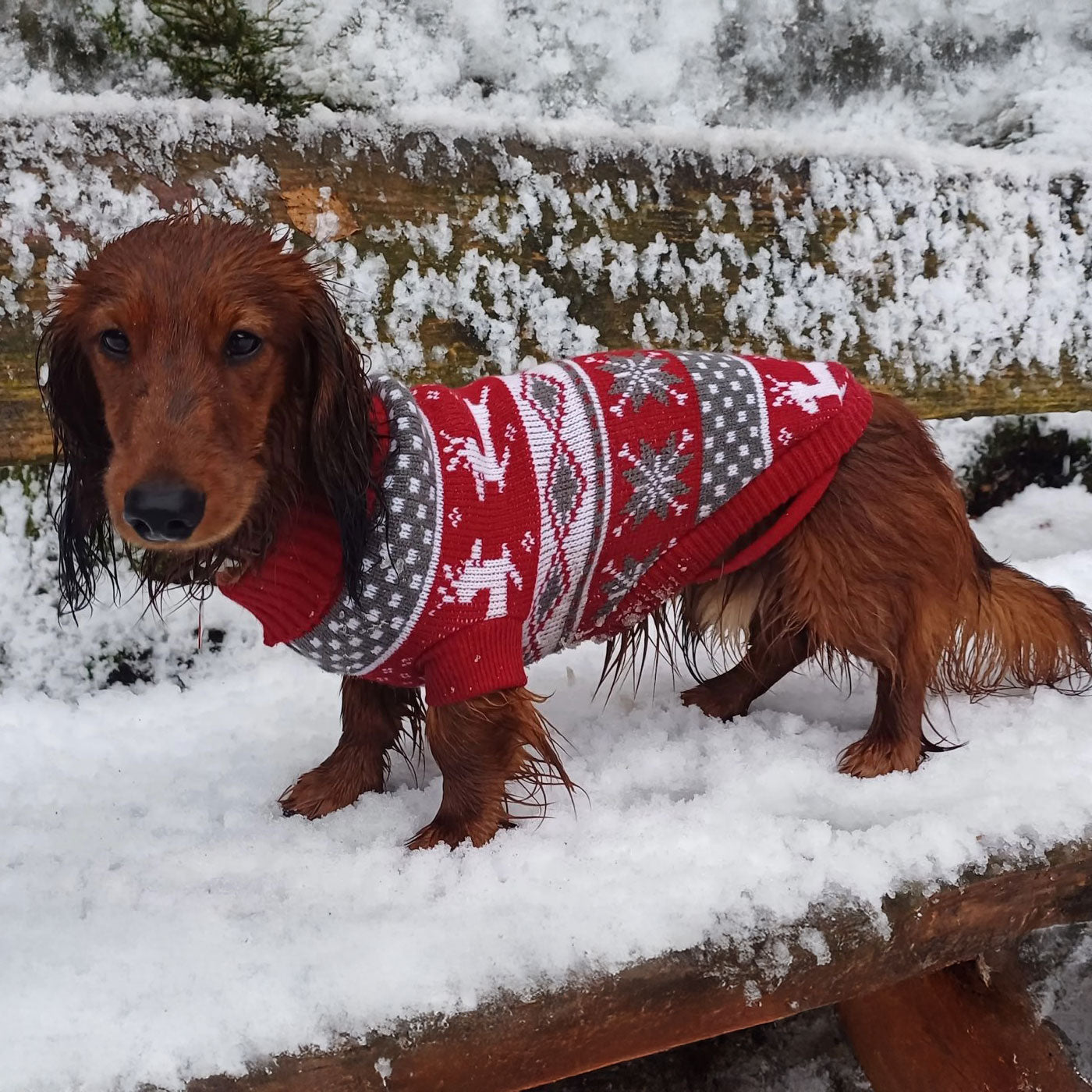 Disfraz navideño de suéter de invierno de perro salchicha