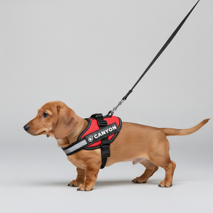 Church - Personalized Dachshund Harness