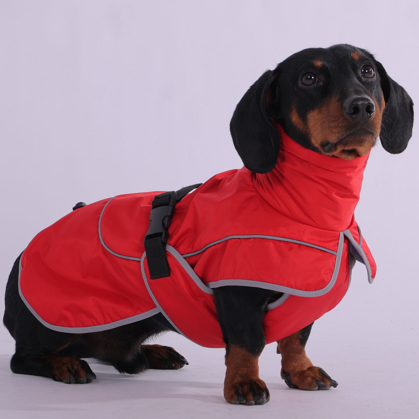 www.doxie.us-StormSafe-Dachshund-Winter-Jacket-Ultimate-Warmth-and-Rain-Protection