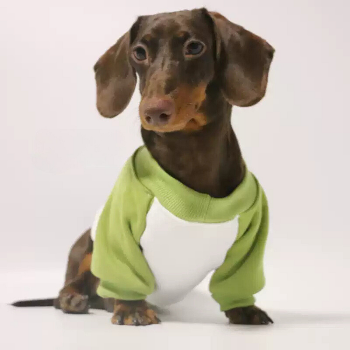 www.doxie.us-Cozy-Dachshund-Sweater-Ribbed-Collar-and-Snug-Fit