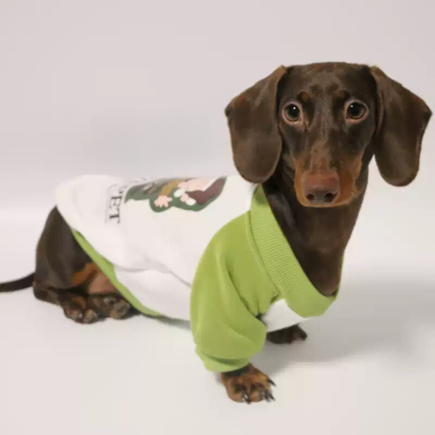 www.doxie.us-Cozy-Dachshund-Sweater-Ribbed-Collar-and-Snug-Fit