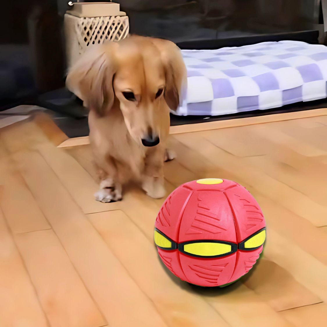 www.doxie.us-DachLite-Dachshund-Toy-Ball-with-LED-Light