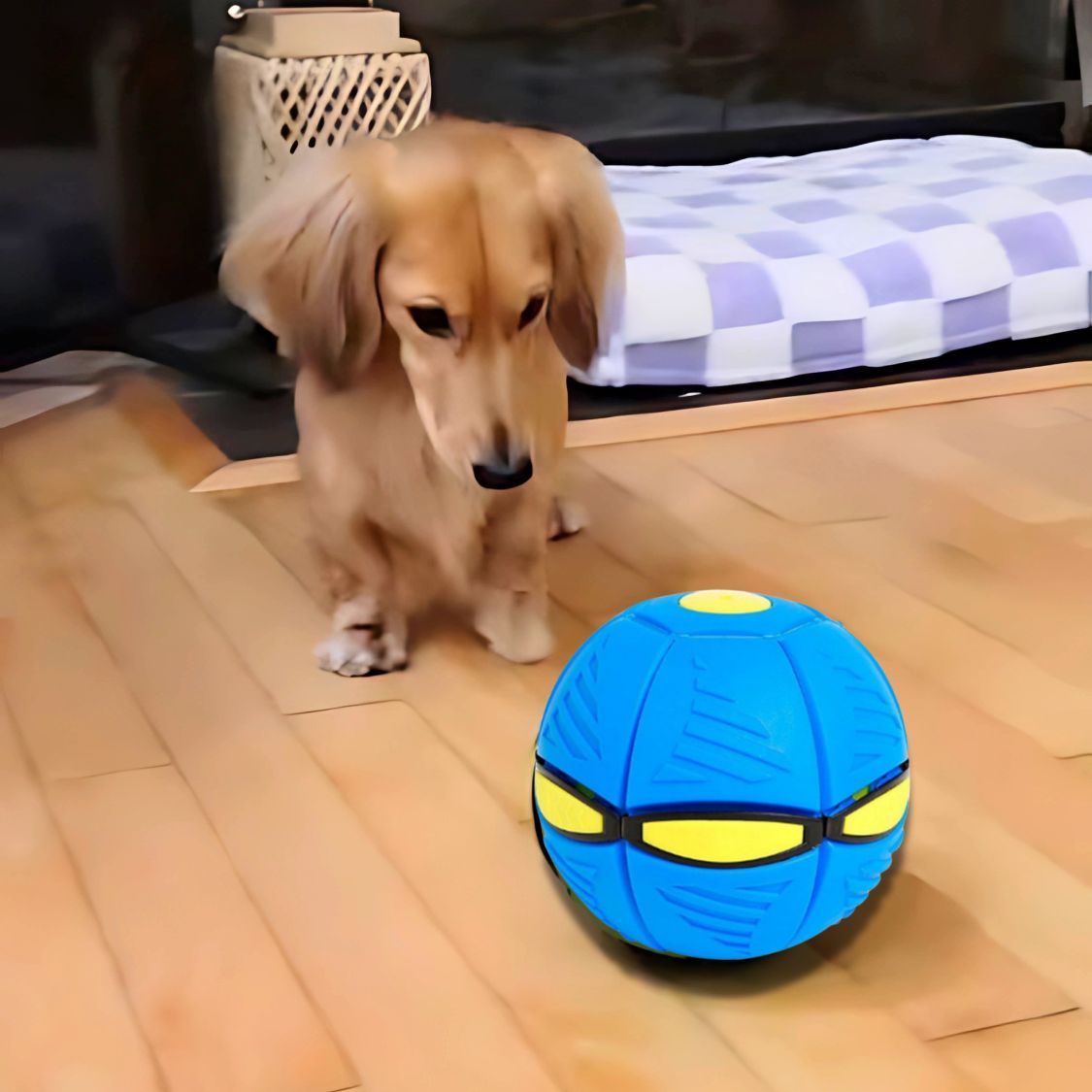 www.doxie.us-DachLite-Dachshund-Toy-Ball-with-LED-Light