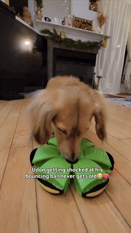 www.doxie.us-DachLite-Dachshund-Toy-Ball-with-LED-Light