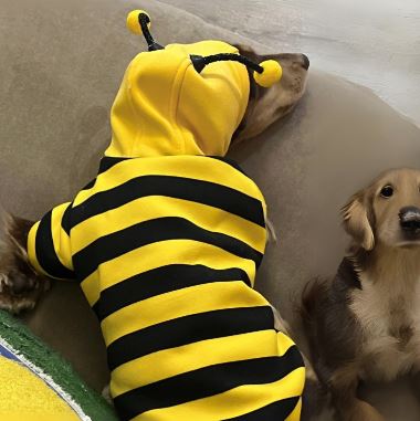 www.doxie.us-Dachshund-Bee-Costume-Doxie-Hooded-Sweatshirt