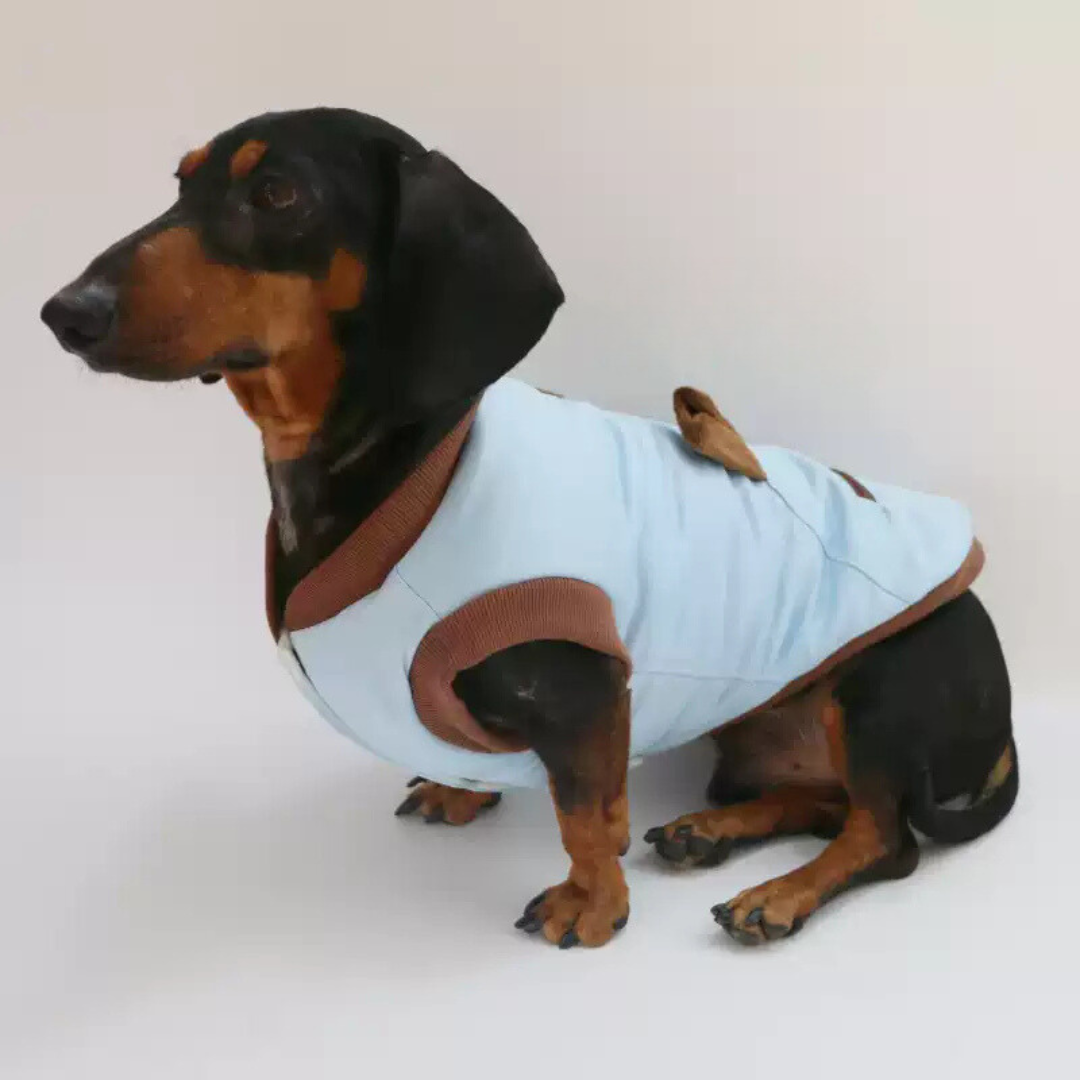 www.doxie.us-Elegant-Dachshund-Jacket-Cozy-and-Stylish-Doxie-Winter-Coat