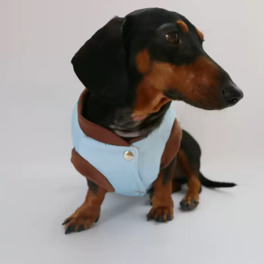 www.doxie.us-Elegant-Dachshund-Jacket-Cozy-and-Stylish-Doxie-Winter-Coat