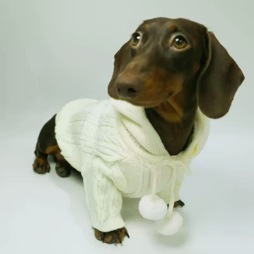 www.doxie.us-HoodPup-Dachshund-Two-Legged-Hooded-Sweater