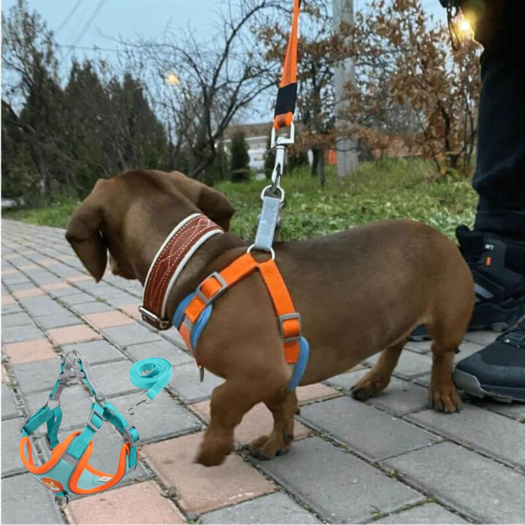 www.doxie.us-PawStride-Doxie-Reflective-Harness-&-Leash