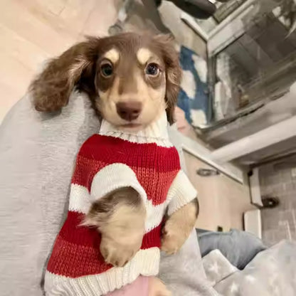www.doxie.us-Premium-Dachshund-Sweater-Comfortable-and-Durable