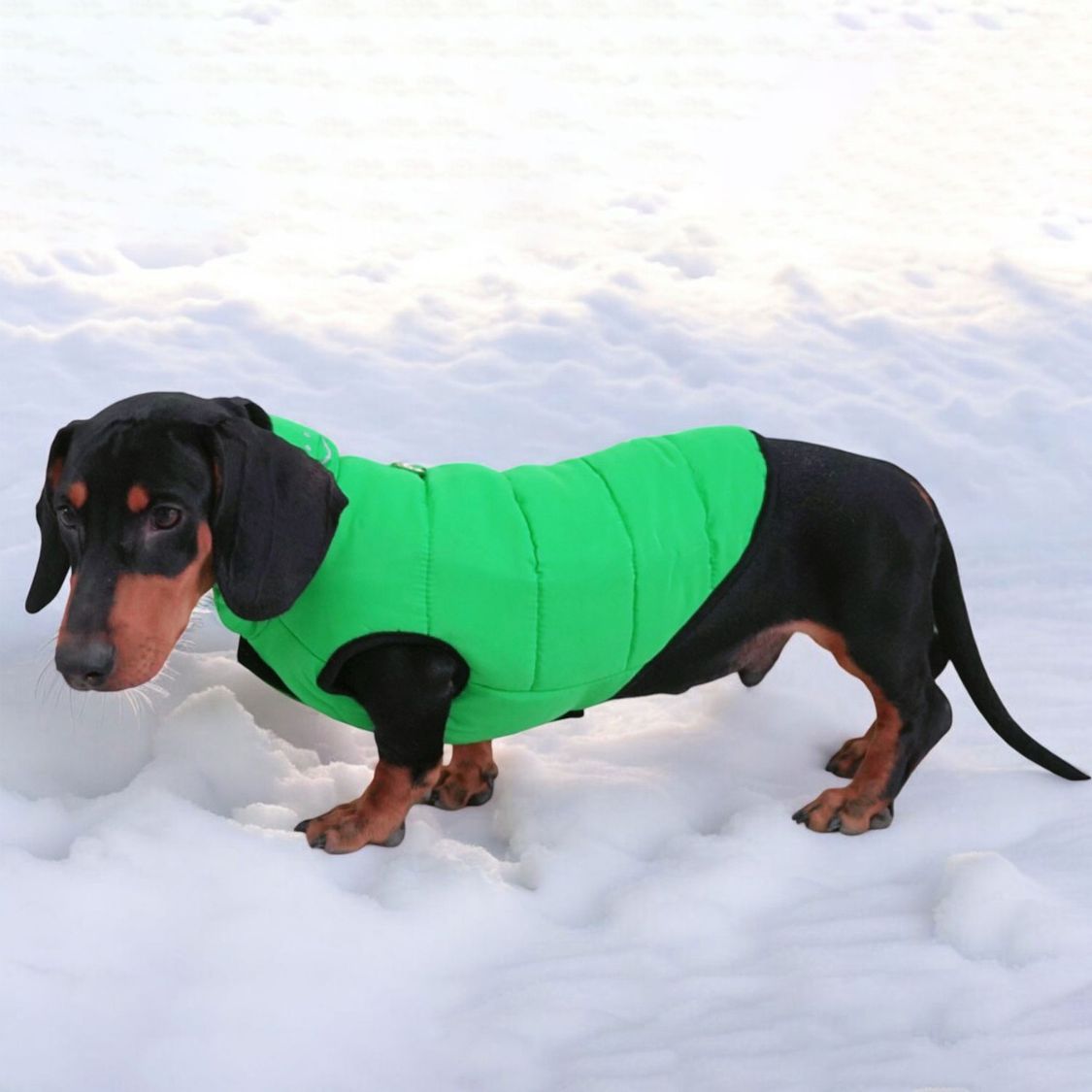 www.doxie.us-Premium-Dachshund-Winter-Jacket-Comfortable-Vest-with-D-Ring-for-Safe-Traction