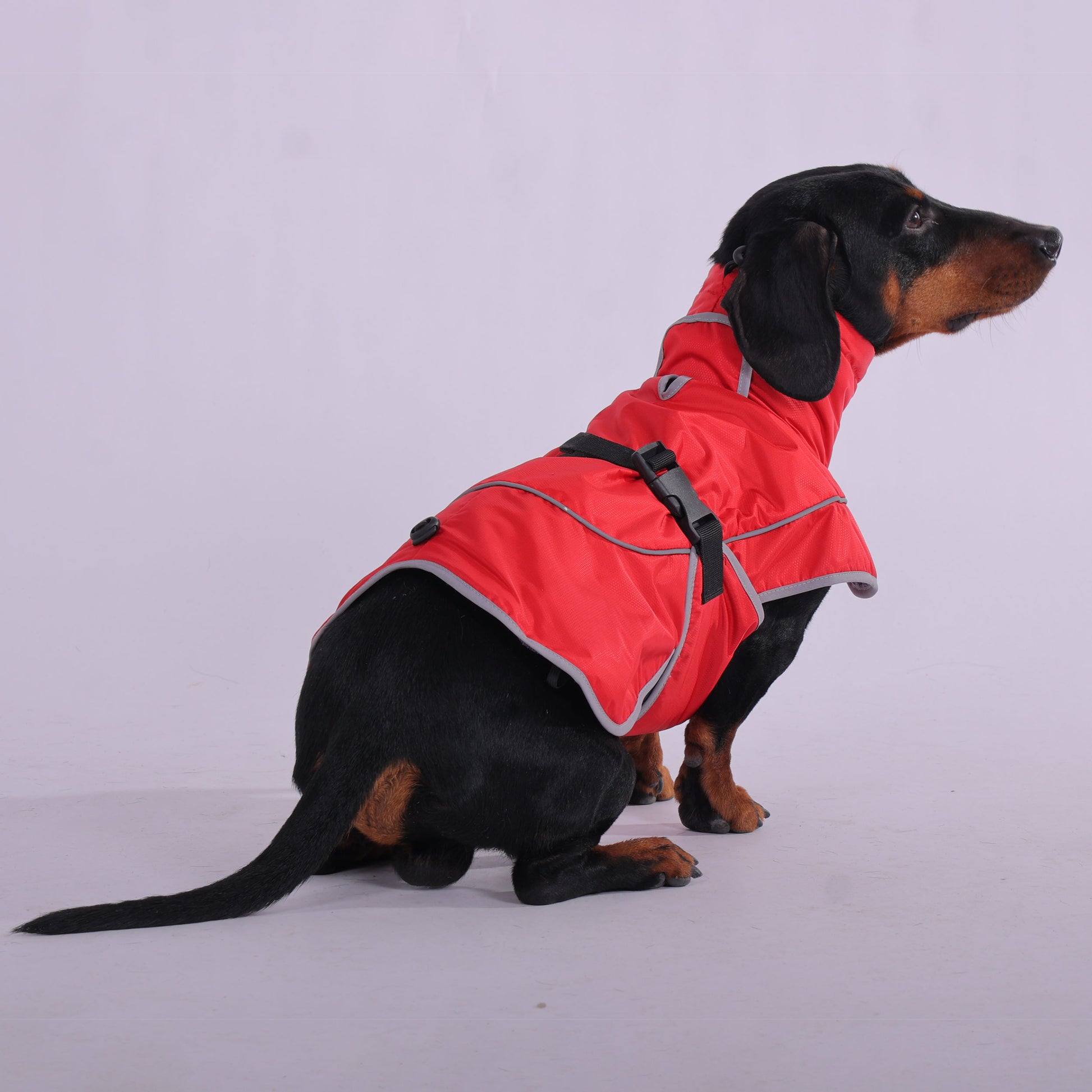 www.doxie.us-StormSafe-Dachshund-Winter-Jacket-Ultimate-Warmth-and-Rain-Protection