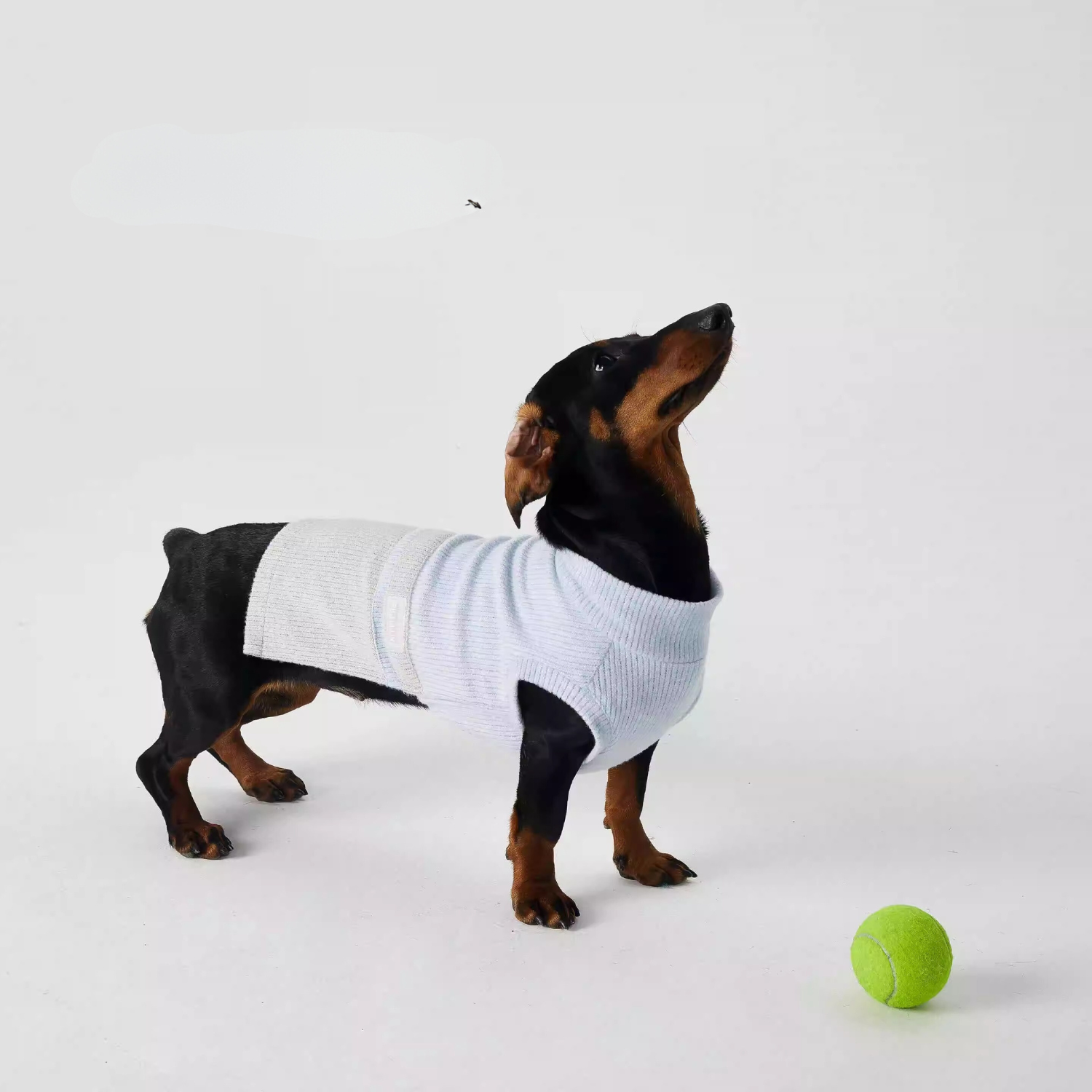 www.doxie.us-Stylish-Dachshund-Sweater-Cozy-Two-Tone-Bottoming-Doxie-Shirt