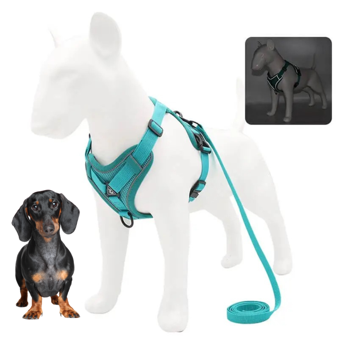 www.doxie.us-WagFree-No-Pull-Doxie-Harness-and-Leash-Set