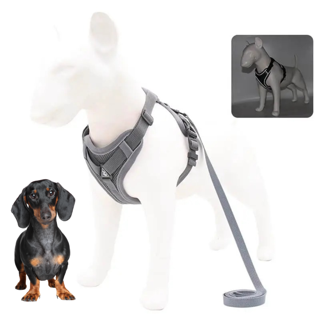 www.doxie.us-WagFree-No-Pull-Doxie-Harness-and-Leash-Set