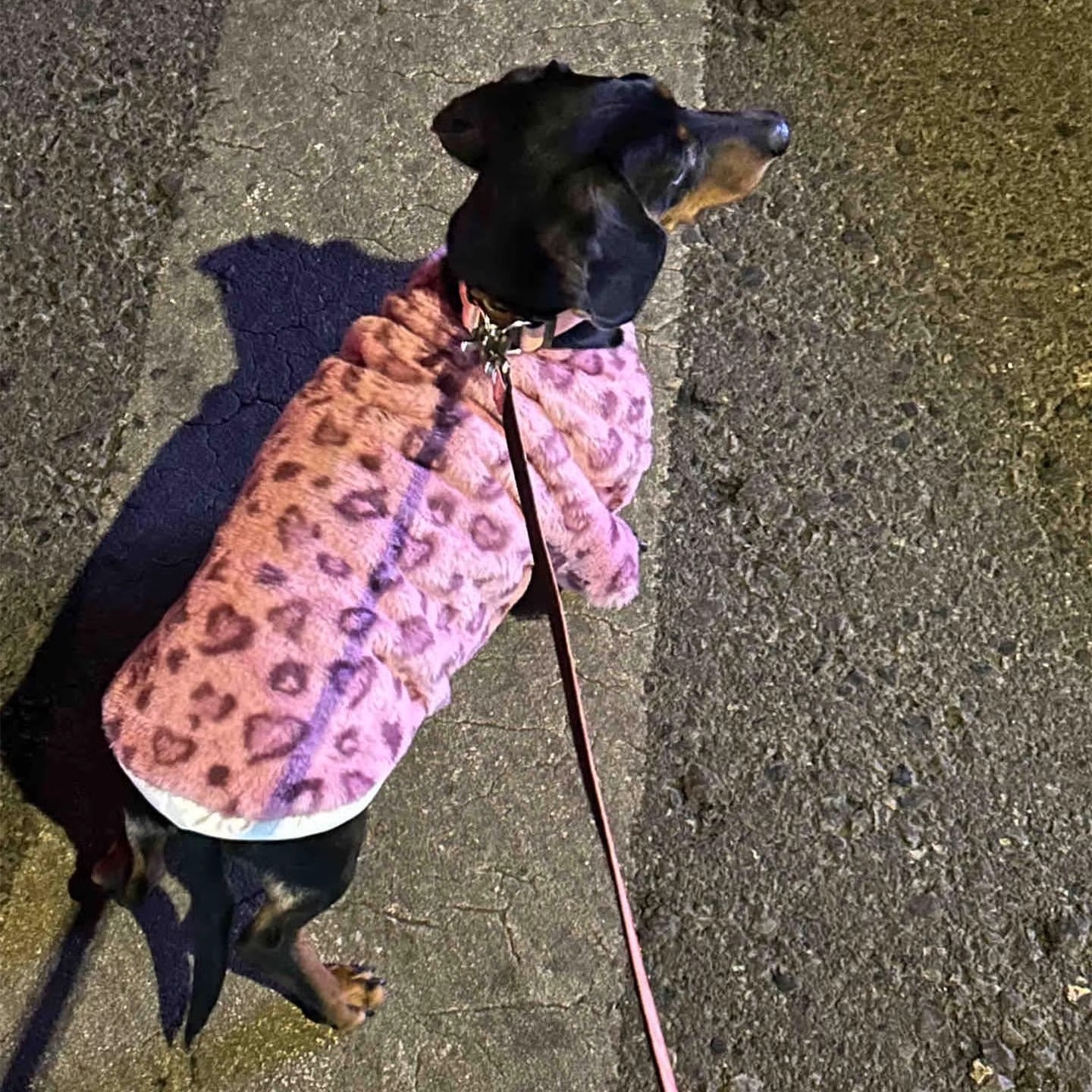 www.doxie.us-Warm-Fleece-Dachshund-Sweater–Stylish-Pink-Doxie-Coat