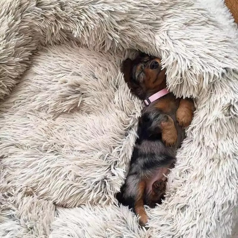 www.doxie.us-WoofLuxe-Dachshund-Donut-Bed