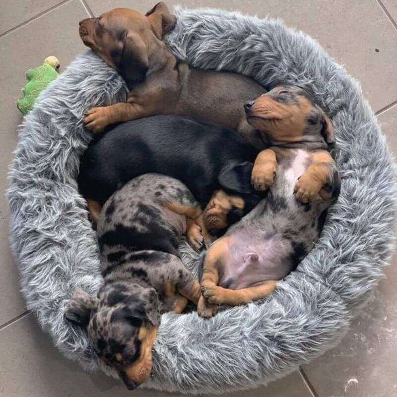 www.doxie.us-WoofLuxe-Dachshund-Donut-Bed