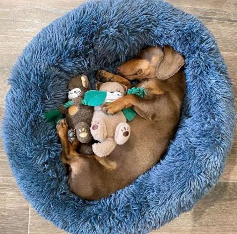 WoofLuxe Dachshund Donut Bed