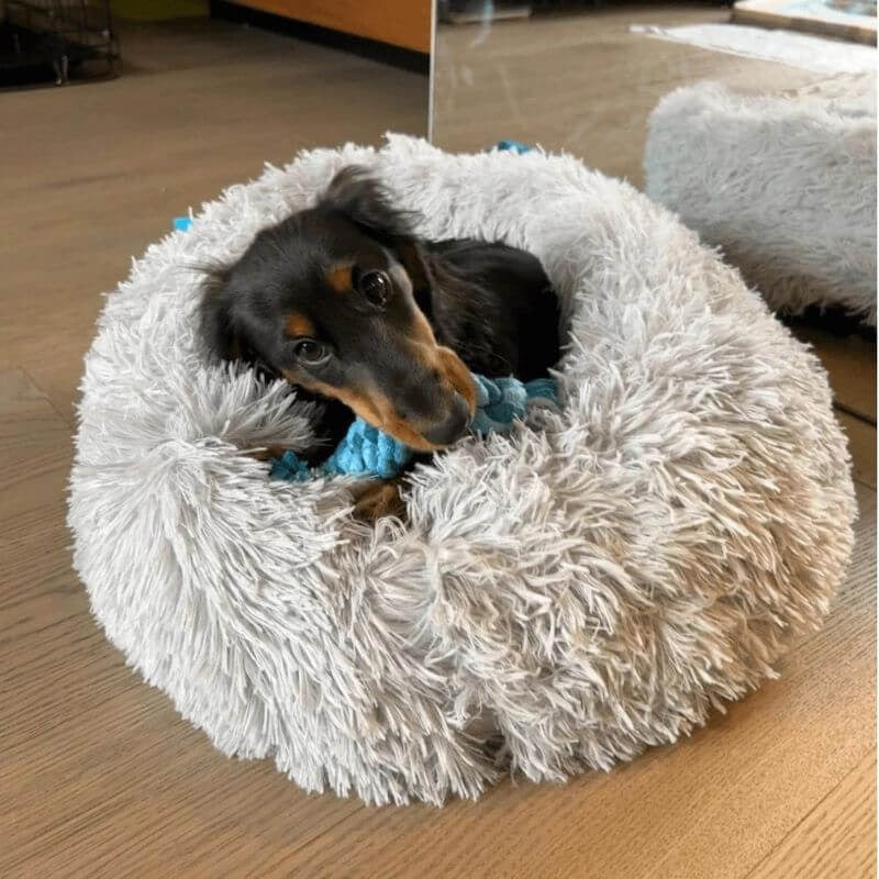 www.doxie.us-WoofLuxe-Dachshund-Donut-Bed