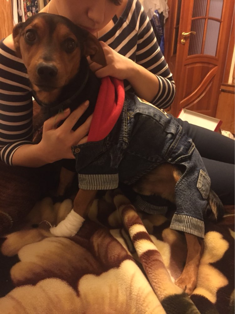 Dachshund Winter Jeans Coat - Dachshund Shop.jpg