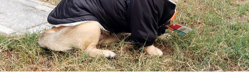 Abrigo de invierno Dachshund para invierno extremo