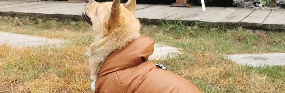 Abrigo de invierno Dachshund para invierno extremo